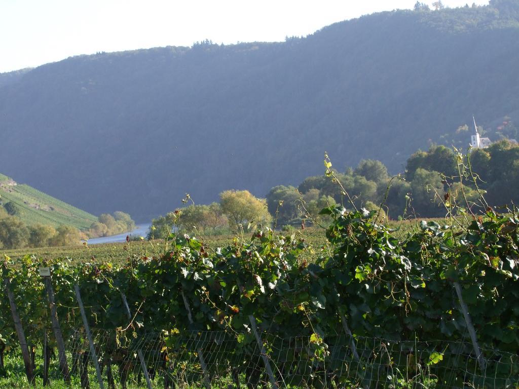Bed and Breakfast Gastehaus Weingut Arns Reil Exterior foto